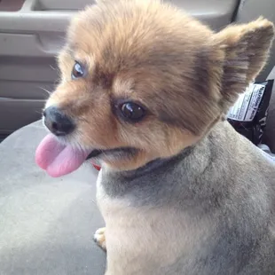 My Pom Mak.... Greatest Little Doggie Ever. Love him.