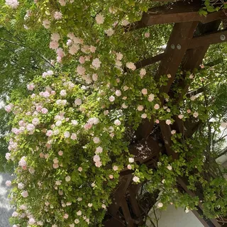 Chandni M.