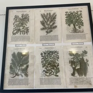 Tons of old texts depicting scented plants and history of perfume