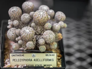 UC Botanical Garden at Berkeley