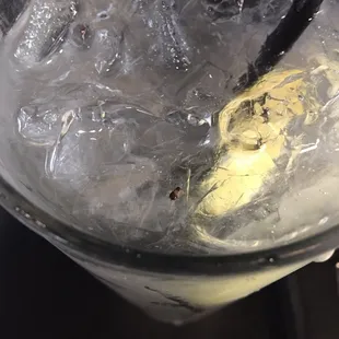 Water with lemon and a baby roach