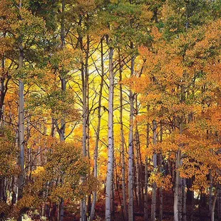 Forest Light, Colorado by Christopher Burkett