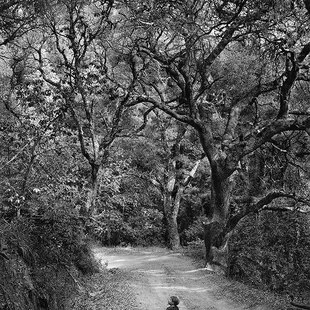 Child on Forest Road, 1958 by Wynn Bullock