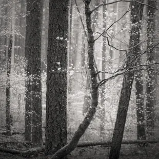 Dogwood Forest No. 8, 2019 by Darcie Sternenberg