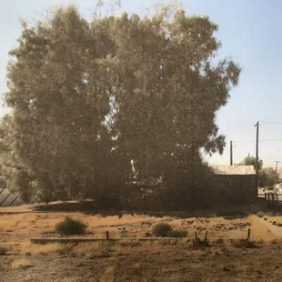 Large tree that needed to be removed, plus cement footing.