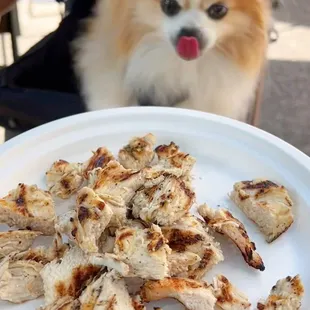 Unseasoned Grilled Chicken Breast for Pups | $7 (Sorry for the poor quality pic!)