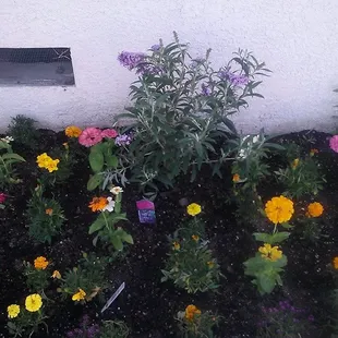 Butterfly bush (center) and a mix of marigolds and zinnias all bought at Agape.