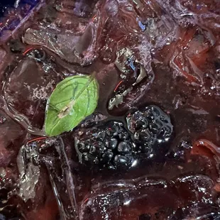 Caterina margarita...