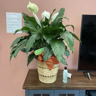 A beautiful, well priced plant