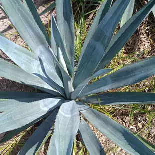 Where tequila comes from