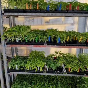 Ready to plant veggies