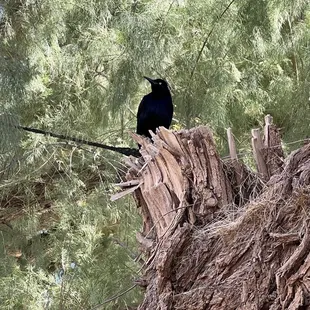 a black bird perched on a tree stump
