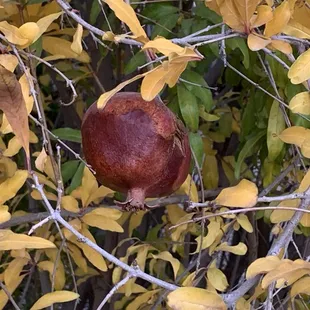 Pomegranate  11/26/24