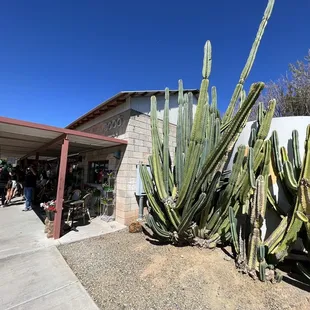 a cactus plant in front of a building