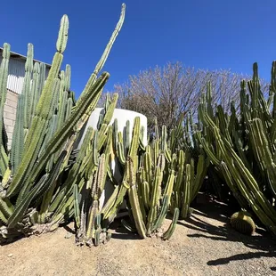 a variety of cacti growing in front of a house
