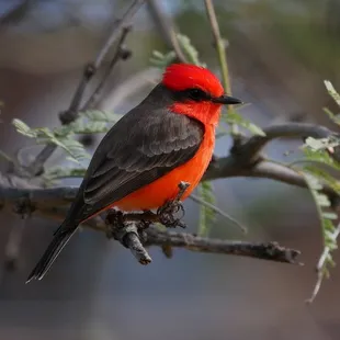 Vermilion flycatcher