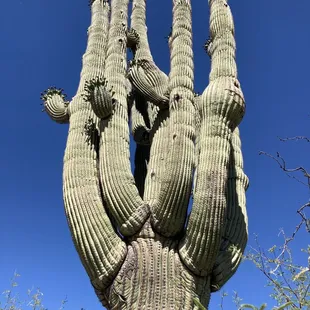 Cactus wren
