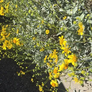 Flowers in bloom in March