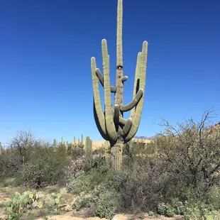 Huge saguaro near the beginning of the trail
