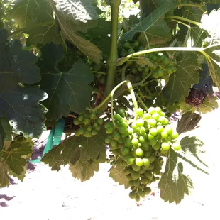 Little grapes in the vineyard