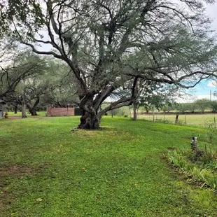 Magnificent trees are a highlight!