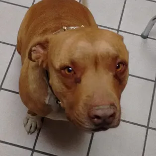 Tom, the coolest shop dog in the known universe.  The blur is his tail wagging.