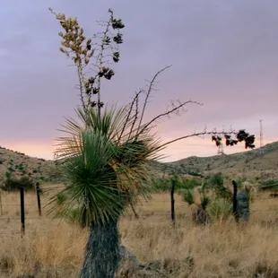 Sunset Yucca, Aguirre Springs, NM