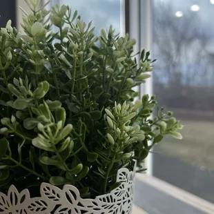 a potted plant on a window sill