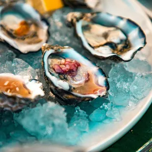 a plate of oysters on ice