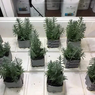 Lavender plants growing in Grodan rockwool cubes in an ebb and flow hydroponic system