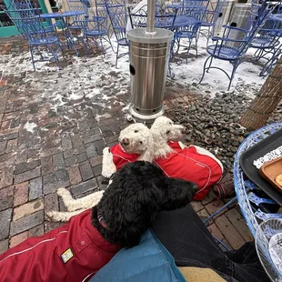 Pups looking for a cheesy snack.