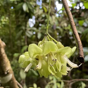 Beautiful flower dangling from the tree. Not sure if it's a kind of orchids.