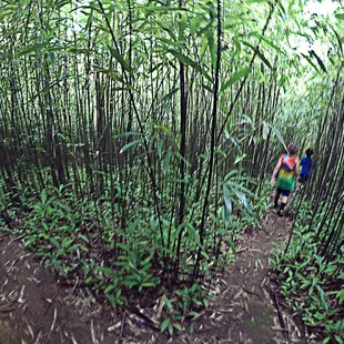 Bamboo Forest