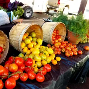  variety of tomatoes