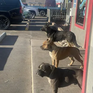 Aidens diesel shop has the loveliest dogs they are always greeting Customer and waiting for more people to take picture with them