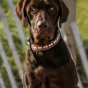 My dog Rex looking so amazing!