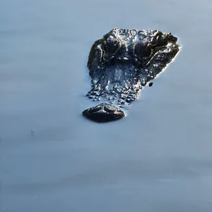 Cool alligators and scenery