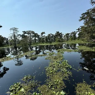 The most beautiful part of the swamp we saw today!
