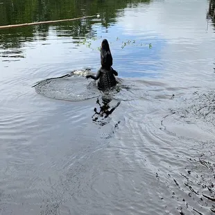 Alligator jumping