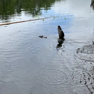 Alligator jumping