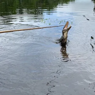 Alligator jumping