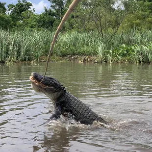 Alligator jumping