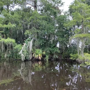 Cyprus trees and bayou