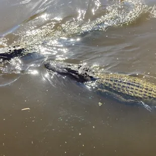 We saw lots and lots of alligators!