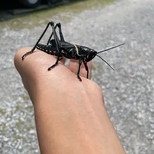 Lubber 'devil horse' grasshoppers around rhe area