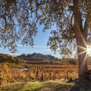the sun shining through a tree