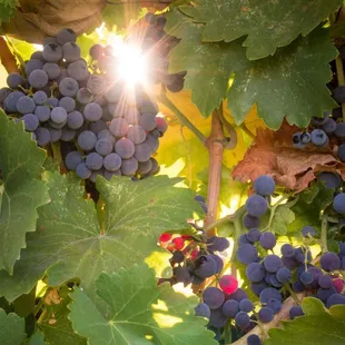 a cluster of grapes on the vine