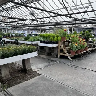 Interior of greenhouse