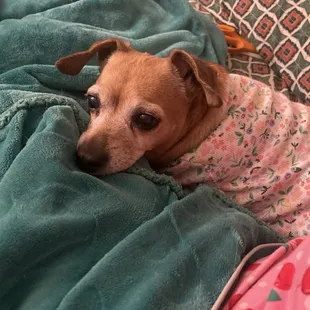 Betsy our elderly pup