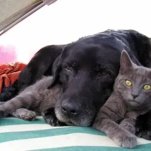 Tucson animal hospital